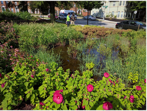 [Caption: This rain garden in DC’s Ward 7 captures and cleans rain where it falls, combating pollution from run-off.] 