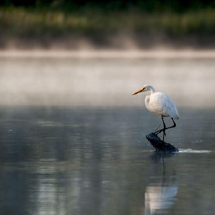 Heron on the James River. Credit - dmvphotos / Shutterstock