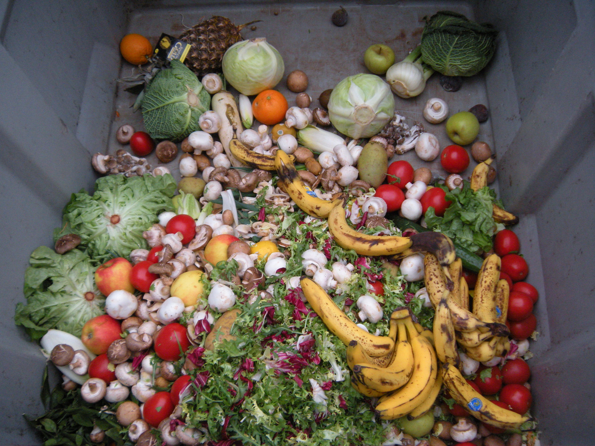 Vegetable food waste in a dumpster. Via OpenIDUser2 Wikipedia GNU Free License 