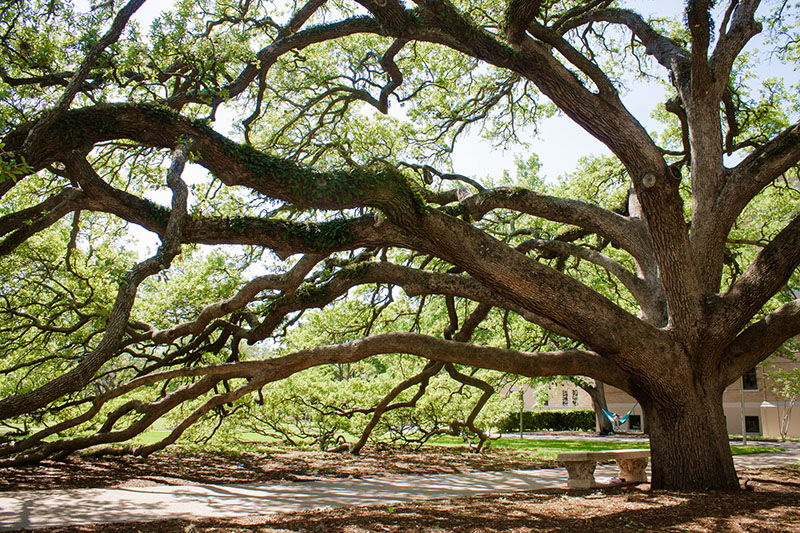 Take action to protect trees / photo: Century Tree at Texas A&M, flickr.com/derekbruff (CC BY-NC 2.0)