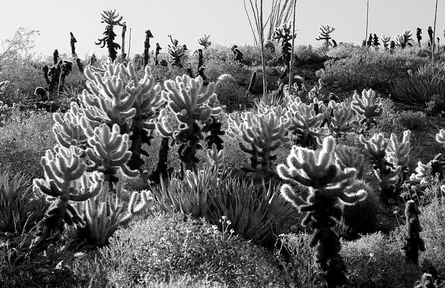 cacti in Anza Borrego Desert State Park