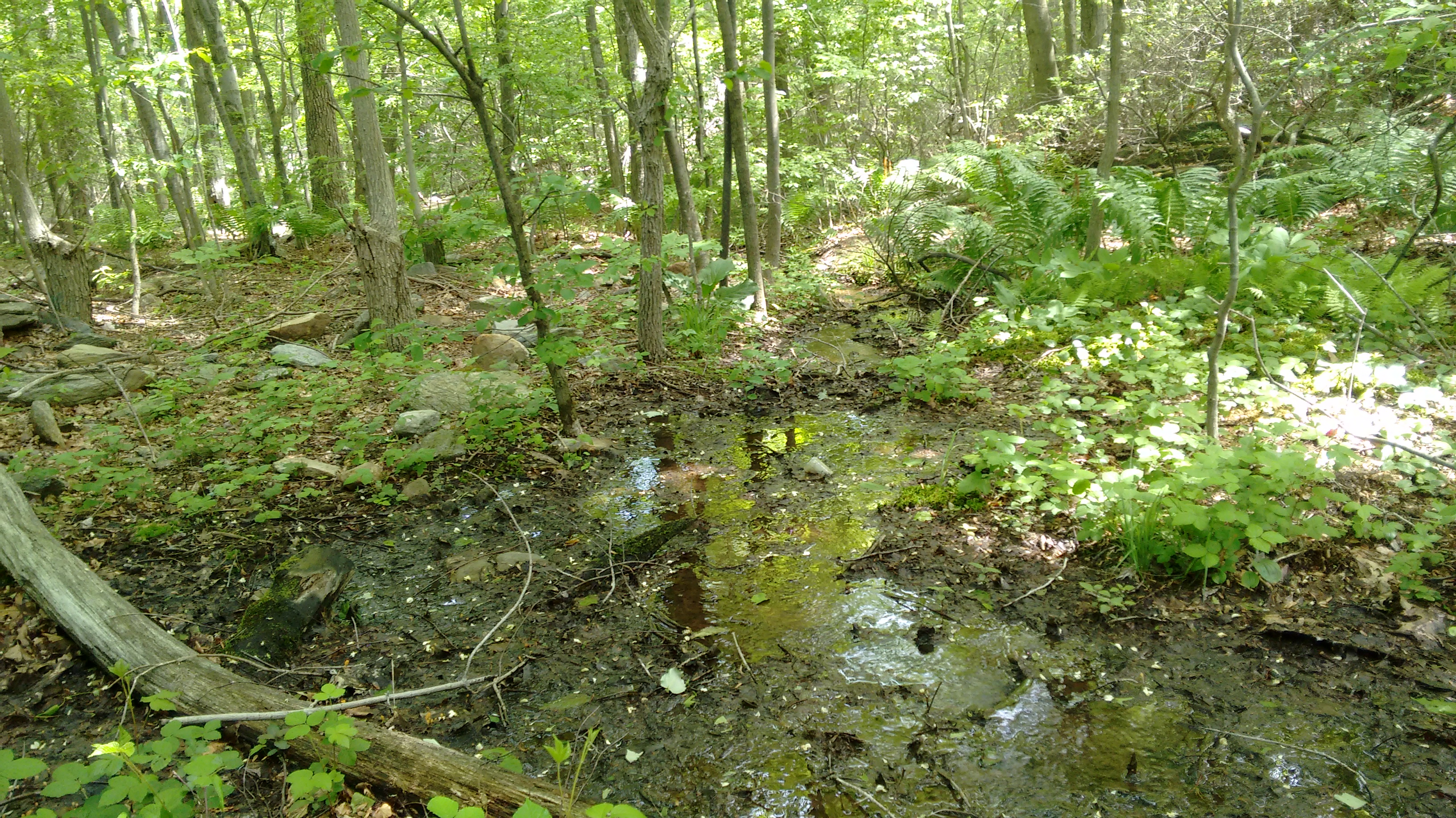 A stream surrounded by trees in the Frederick Municipal Forest