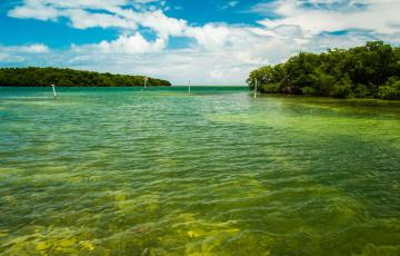 Lake and mangroves. Photo credit: Fotoluminate LLC / Shutterstock