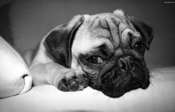 Sad puppy / flickr 53911972@N03 cc