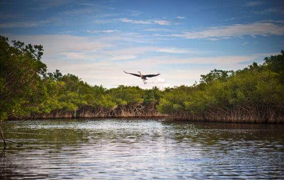 Blue Heron taking flight over a lake. Photo credit: shaferaphoto / Shutterstock